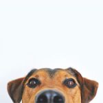 Рекомендации поведения людей при встрече с собакой